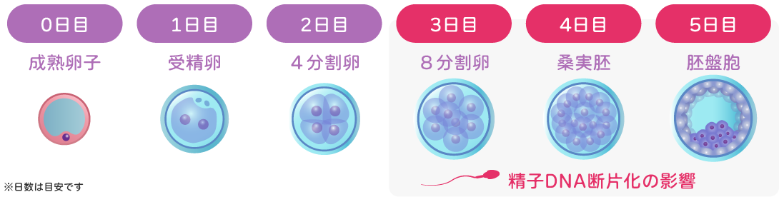 精子DNA断片化